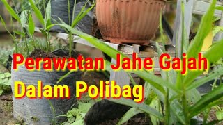 CARA PERWATAN JAHE GAJAH DALAM POLYBAG