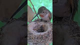 CUTE JUST HATCHED HUMMINGBIRD CHICK GET FEED FOR THE FIRST TIME. #hummingbirdchick #babyhummingbird