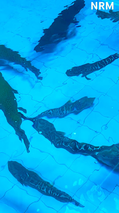 ARAPIMA SWIMMING IN THE POOL