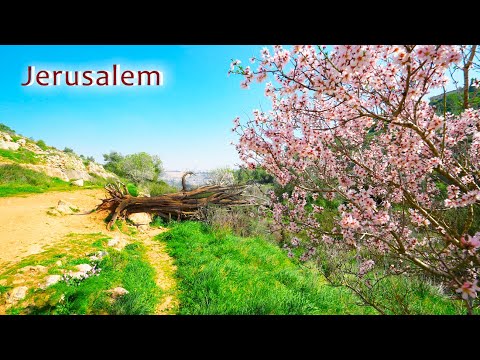 Video: Isroildagi gullagan Negev cho'li