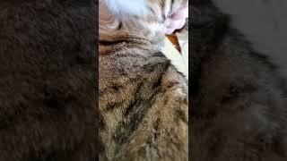 Sweet Lucifur by CAT's Cats 5,868 views 3 years ago 2 minutes, 4 seconds