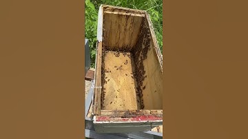 SPLITTING HONEY BEE HIVES | HOW TO INSTALL A SPLIT INTO A 10 FRAME DEEP | QUEEN RIGHT