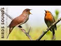 Nature Birds Sounds For Relaxing - Most Amazing Birds of the World, Stress Relief, No Music