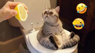 🤣🤣 Best Cats and Dogs Videos 🙀😻 Funny Animal Videos # 11