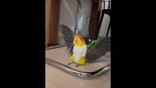I have wings too, but I choose not to fly.#catmemes #catmeme2025