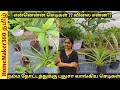 நம்ம தோட்டத்துக்கு வாங்கிய புது செடிகள்  New Plants that we bought for Our Garden Nursery Plant Buy