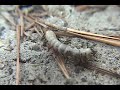 WildLife of Lake Talquin, Florida