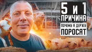 Свиноводство в деревне.  Почему выгодно держать поросят? 