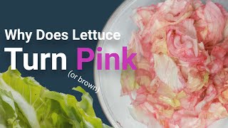 Why Does Lettuce Turn Brown (or Pink)?