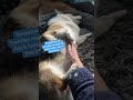If he’s touching me with the back feets, the pets must be very nice