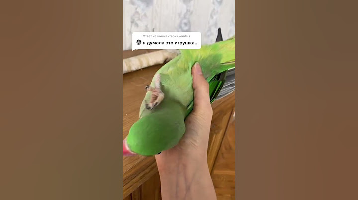 Алекс попугай, а не игрушка #попугайчик #волнистыйпопугай #попугай #попугаи #birdspace #bird_space