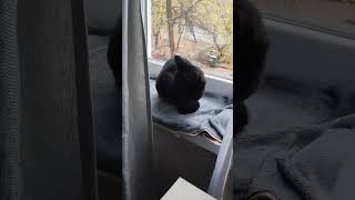 Download Lagu Утренняя котика Ластёнка #оле7 #ластёна #cats #cat #котофейка #кот #видосыоткота #животные MP3