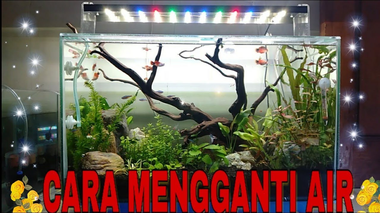 04 Water change Cara mengganti air aquascape bagi pemula. YouTube