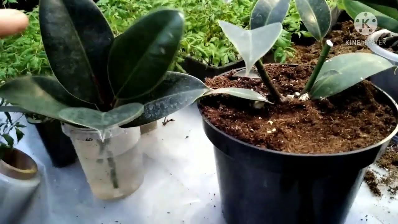 Vladivostokdan Evgeniya ishtirokidagi uy qurilishi pornosi