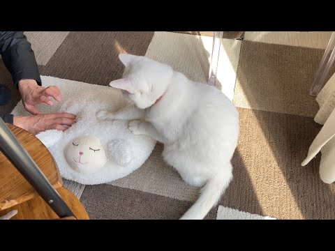 癒しの時間 ネコと一緒にモミモミ体験する夫 Youtube
