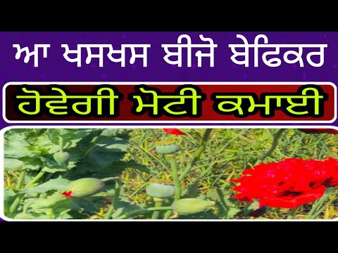 Khaskhas farming | ਖਸਖਸ ਜੜੀਆਂ ਬੂਟੀਆਂ ਦੀ ਕਰੋ ਖੇਤੀ  ਵਧੀਆ ਮੁਨਾਫ਼ਾ | PiTiC live