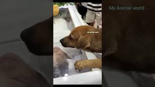 #Dog#love towards his #owner#most#emotional#viral#Trending#video#Truelove