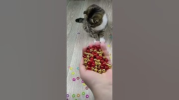 Funny Cats ❤️🌈📿🔴🟡 Reverse video #marblerunandmore #cat #reverse #funny