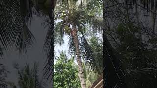 58 year old man climb the coconut tree😳😲