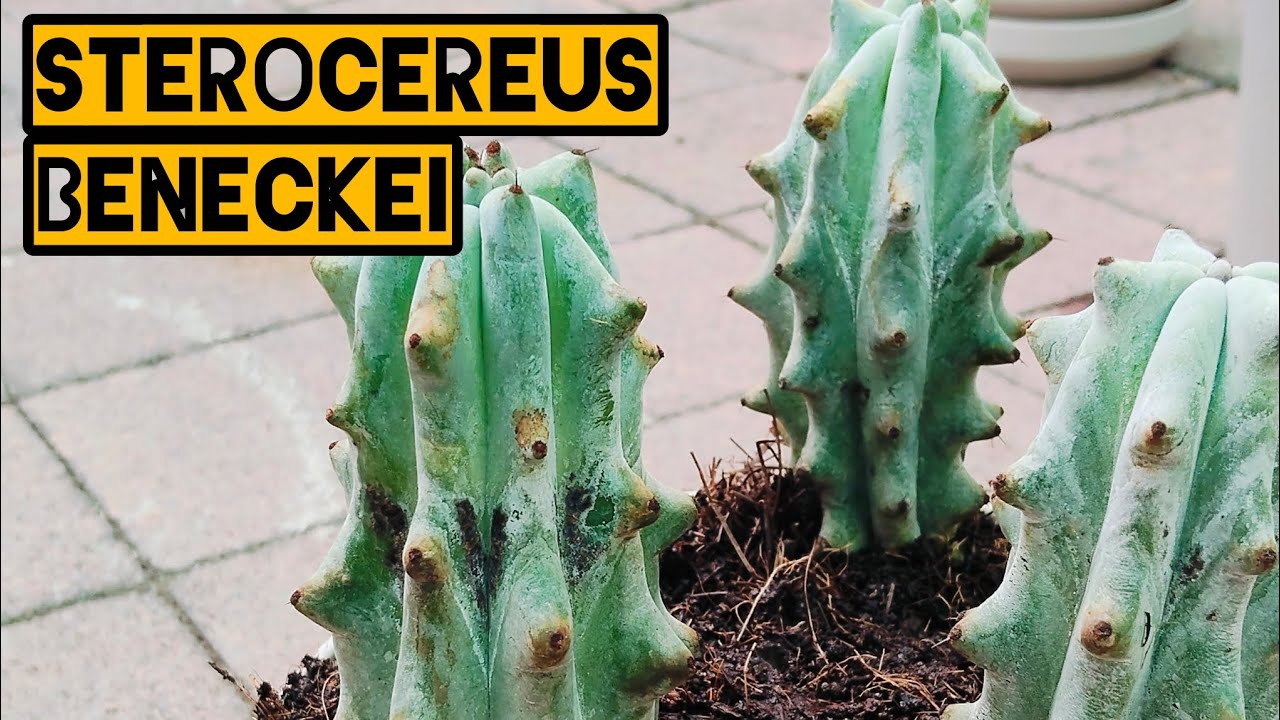Sterocereus Beneckei -🌵