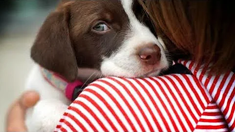 ¿Cómo saber si un perro está apegado a ti?