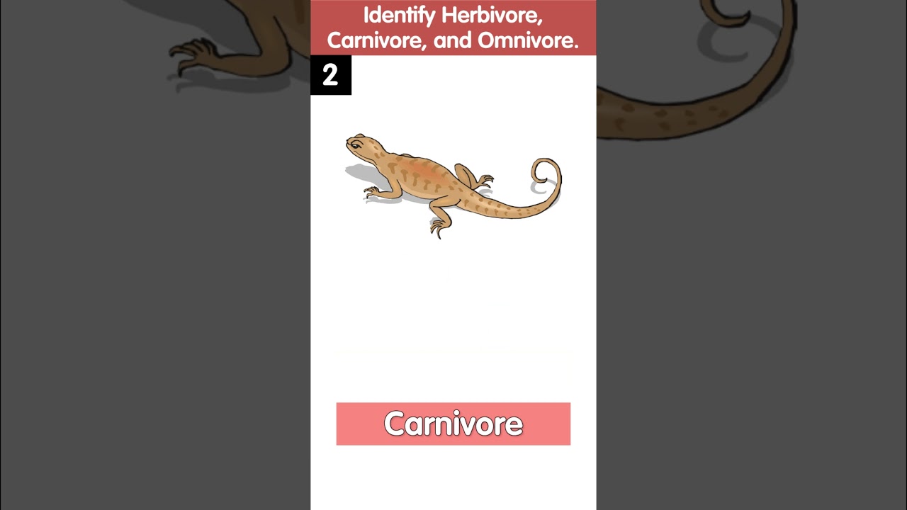 Identify the Herbivores, Carnivores, and Omnivores | Quiz Time | Science Quiz for Kids