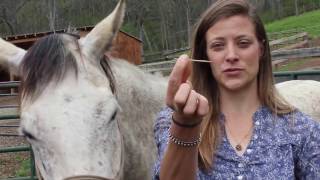 How to Vaccinate a Needle Phobic Horse