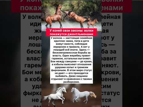 🐎 У коней свои законы: волки покажутся джентльменами #животные #факты #хочуфакты