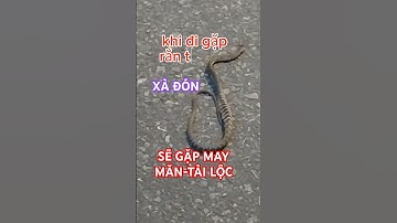 GẶP RẮN TRÊN ĐƯỜNG ĐI BÁO HIỆU MAY MẮN TÀI LỘC#travel #dongvat