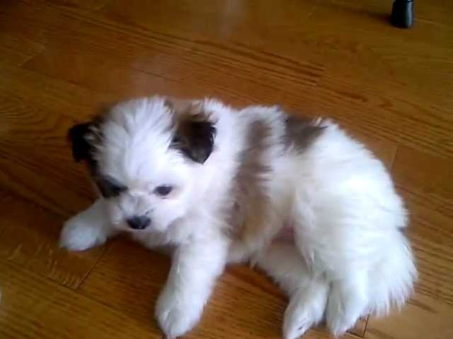 shih tzu pomeranian mix puppies for sale