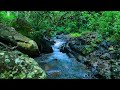 Calming Birdsong and Flowing River in Deep Woods, ASMR