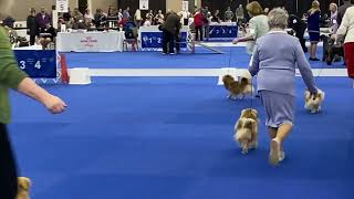 Tibetan Spaniels at the Dog Show