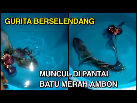 Viral Gurita Berselendang Muncul di Pantai Batu Merah Ambon