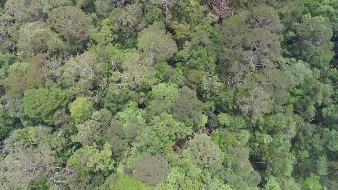 Hidden Virgin Tropical Rainforest L Borneo L Dji Phantom 3 - 