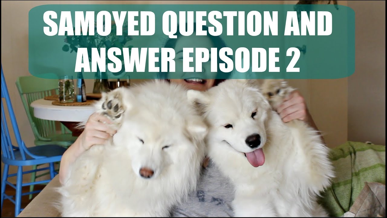 Samoyed/ Dog Q &amp; A Part 2 | Barking, Crate Training 
