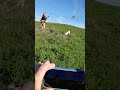 Brenda catching the action! #pointer #pheasanthunting #hunting #videoshorts #shorts #shortvideo