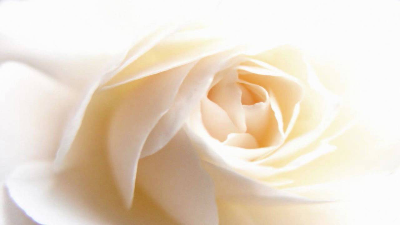 Roman Hoffstetter:  String Quartet in F Major, Op.3 No.5 II:Andante Cantabile