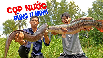 Cá Ở Sông Rừng U Minh Hạ Có To Như Lời Đồn