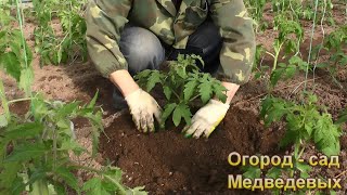 Как высаживать рассаду томатов в холодный грунт