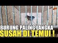 ADA BURUNG YG SANGAT LANGKA DAN SUSAH DI CARI DI KIOS PASAR BURUNG PRAMUKA