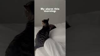 How my cat wakes me up