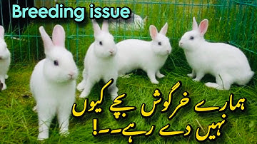 Why Are My Rabbits Not Breeding? | Rabbit Breeding Problems & Solutions | ZM Pets House