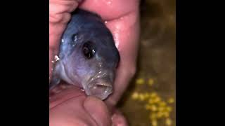 Размножение цихлиды голубая пиндани. Как достать икру из рыбы.