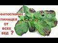 ФИТОСПОРИН от ФИТОФТОРОЗА, так ли ХОРОШ, как его рекламируют?