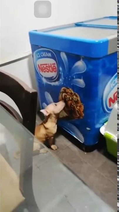 Dog licking ice cream picture | Cute dog