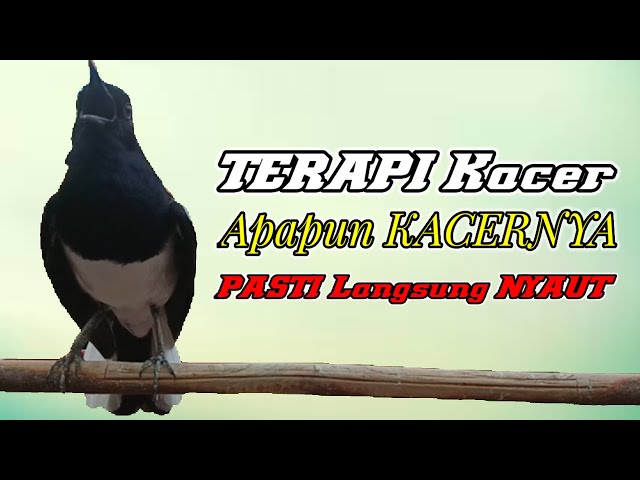 KACER GACOR NGEPLONG SORE HARI UNTUK TERAPI MEMANCING KACER BAHAN AGAR LEKAS NYAUT BUNYI GACOR class=