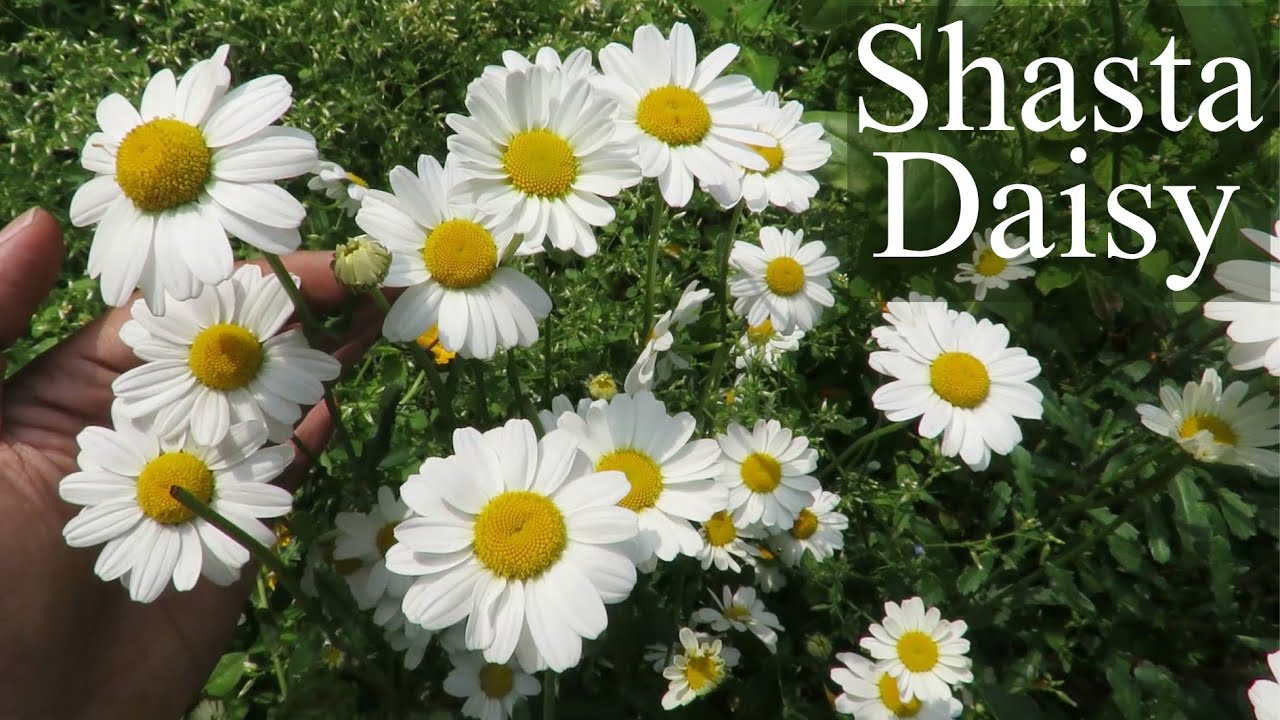 Shasta Daisies: Planting, Growing, and Caring for Daisy Flowers