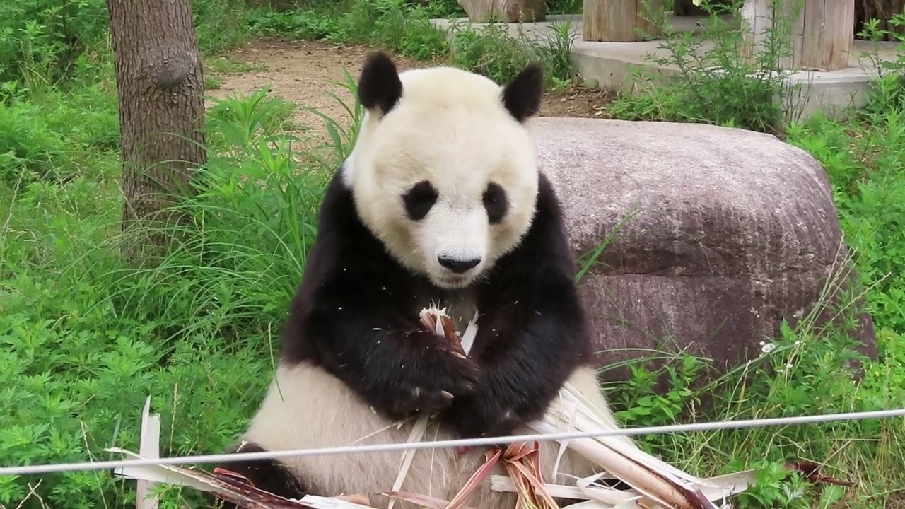 July 3, 2020 [Selected] A panda eating bamboo shoots in front