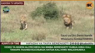 MGENI ALIYECHEZA NA SIMBA SERENGETI, TANAPA YAAHIDI KUCHUKUA HATUA KALI