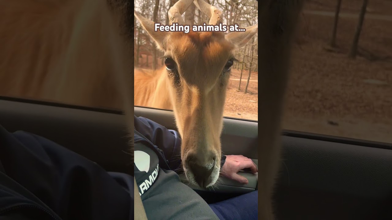 Feeding animals at lazy5ranch 